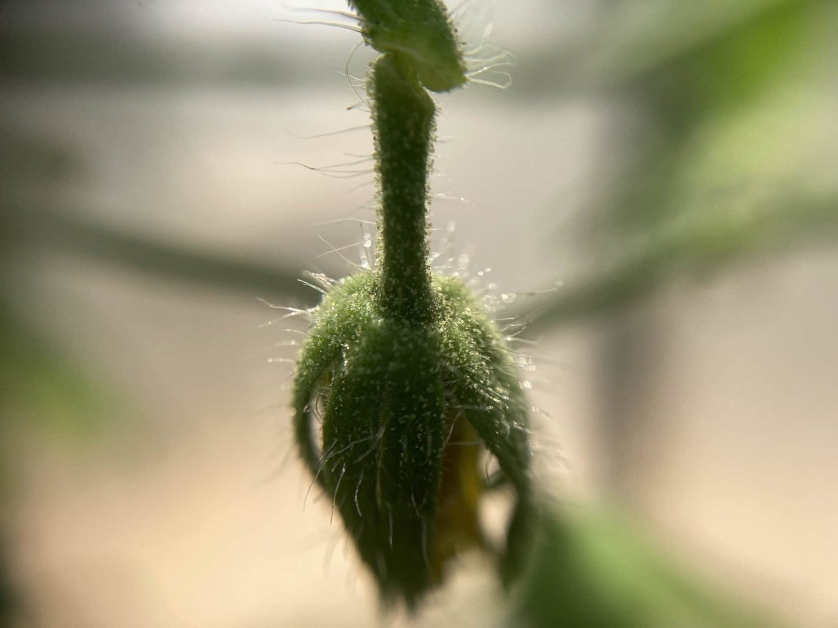 Greenhouse Tomato Tips for Beating the Heat July in the Greenhouse